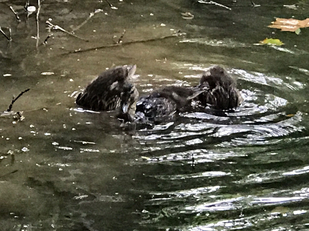 Illick's Mill park景点图片