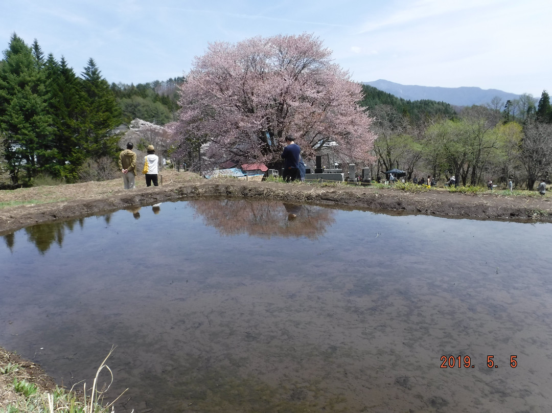 Tennozakura景点图片