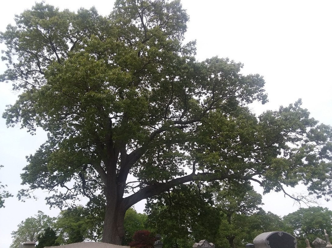 Whitman Town Park景点图片