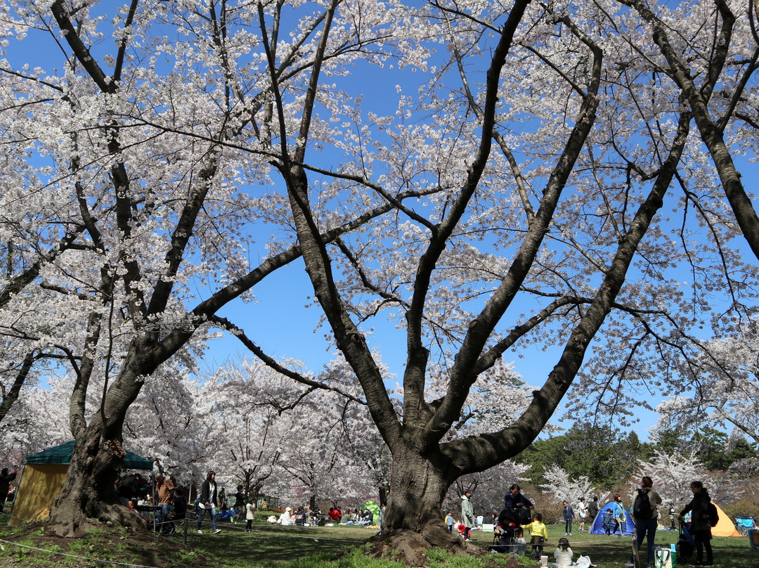 Ashino Park景点图片