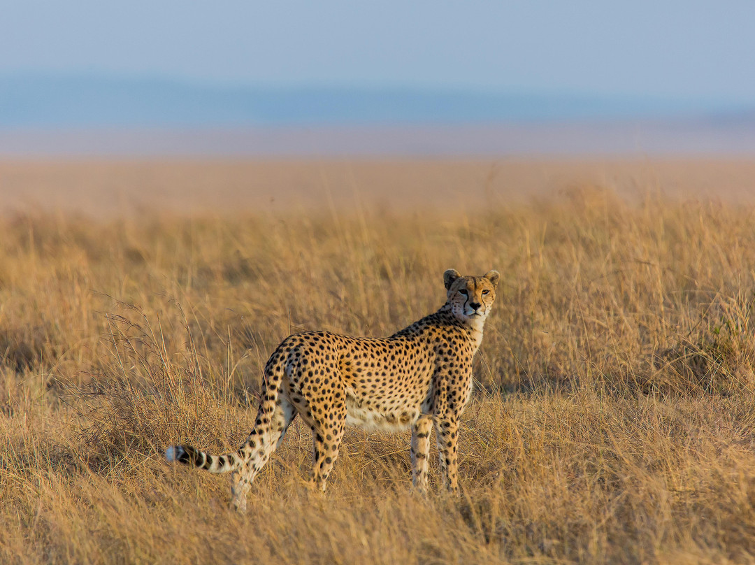 NimTree Wildlife Safaris景点图片