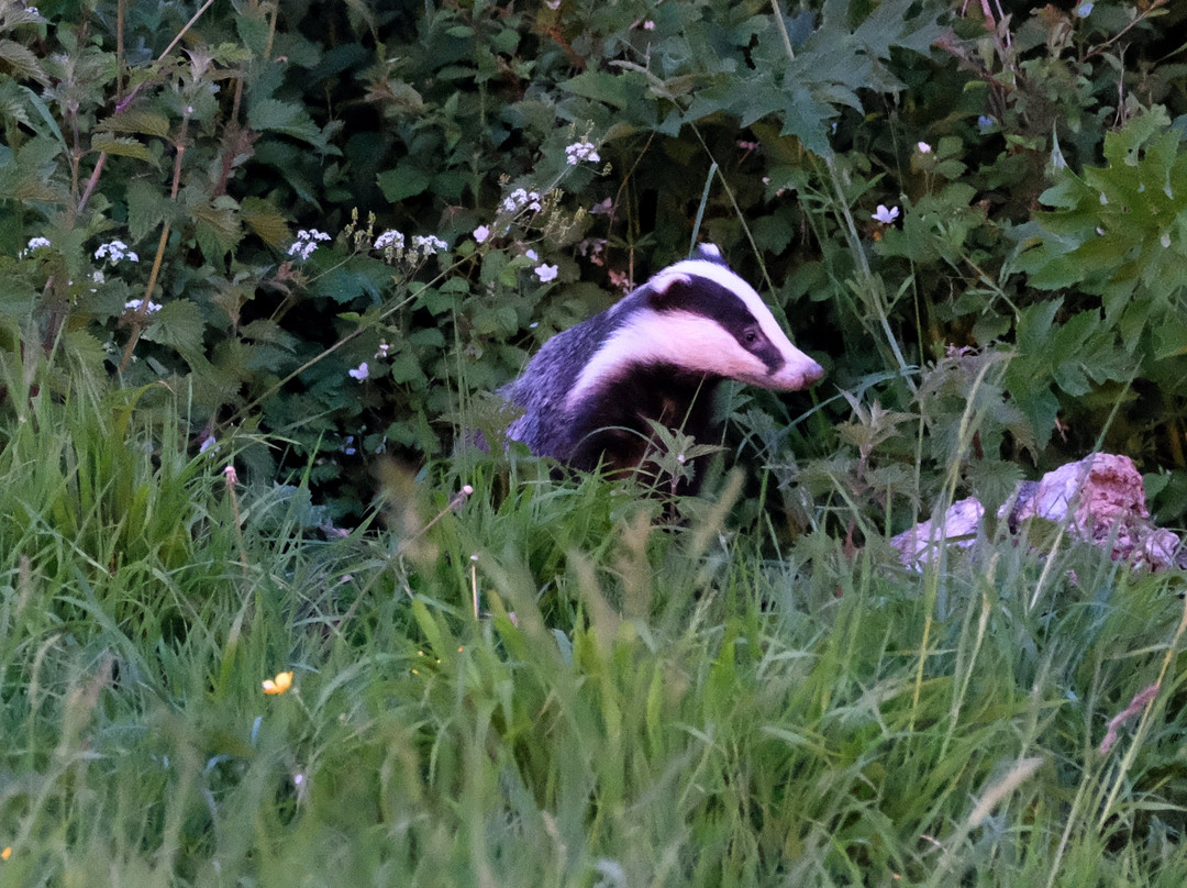 Badger Watch Dorset景点图片