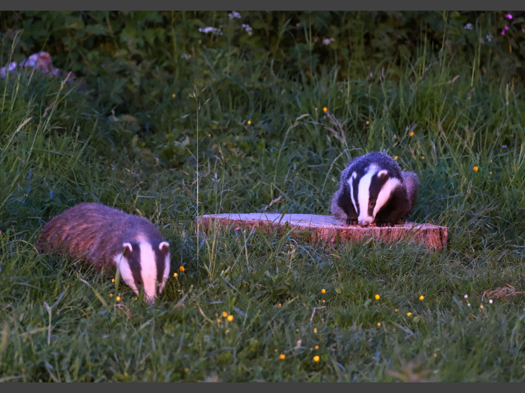 Badger Watch Dorset景点图片