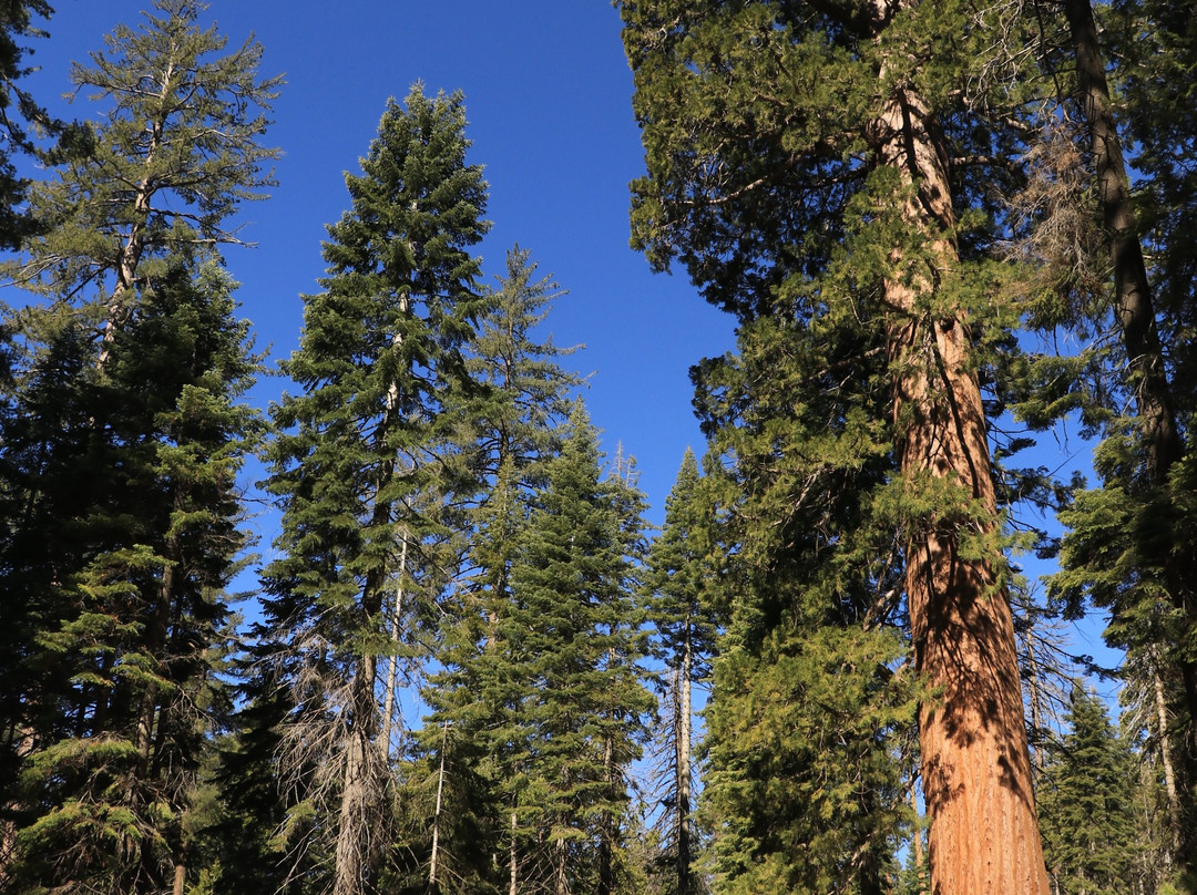 Big Tree Trail-优胜美地国家公园必去景点