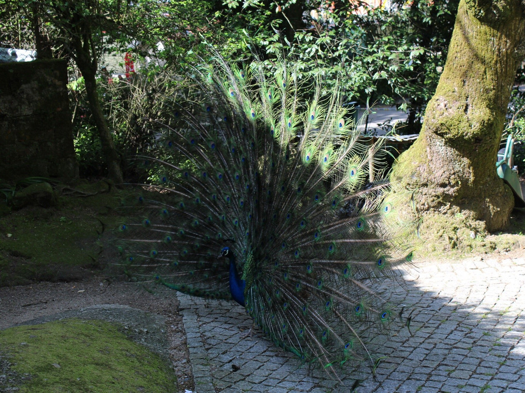 Parque do Fontelo景点图片