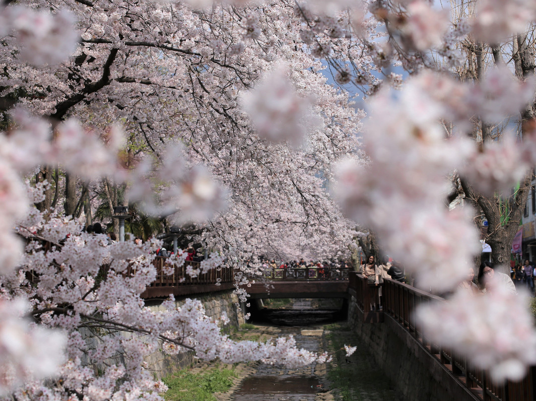 Yeojwacheon Romance Bridge-昌原市必去景点