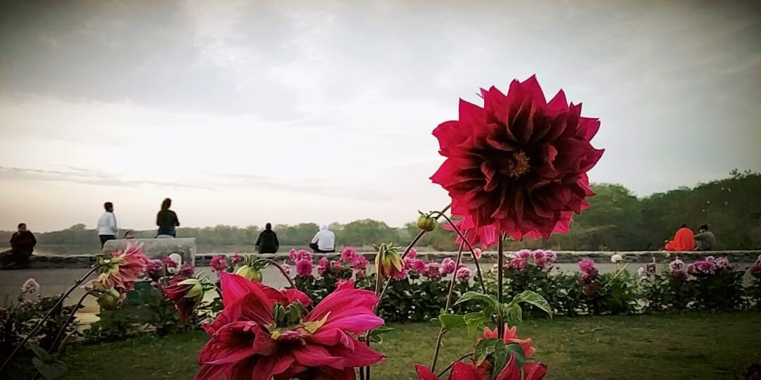 Chandigarh Rose Garden景点图片