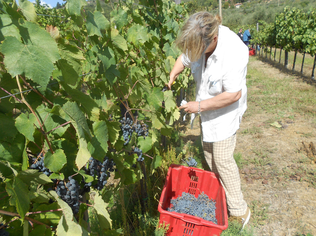 winery Agriturismo Santo Stefano景点图片