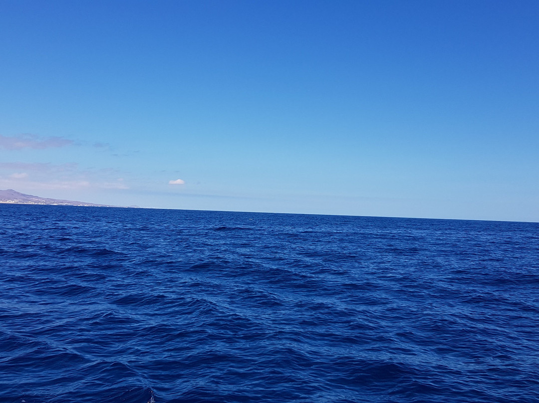 Dolphin Sailing