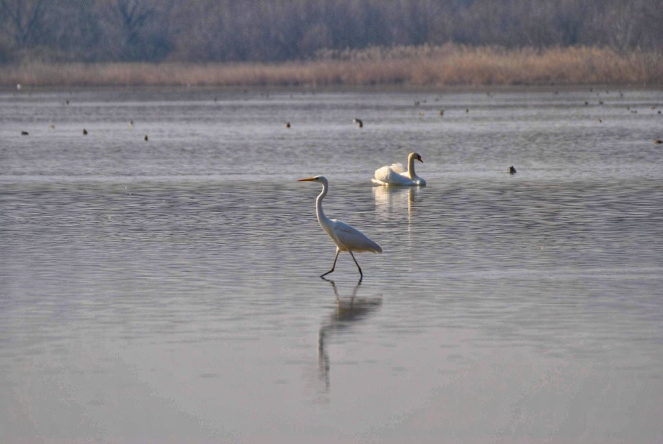 Lago di Alviano-Guardea必去景点