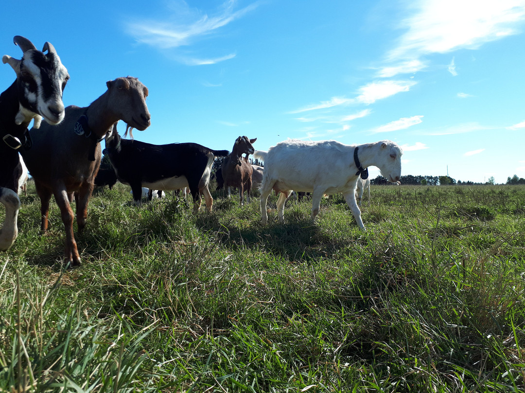 River's Edge Goat Dairy-Arthur必去景点