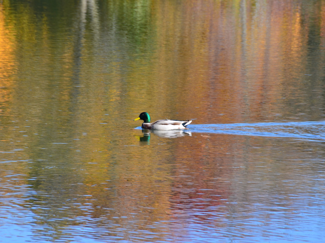 Herrick Lake Forest Preserve-Wheaton必去景点