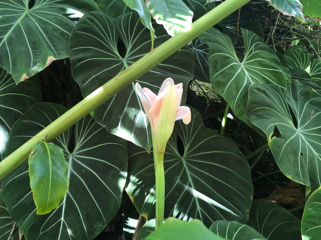 Halawa Tropical Flower Farm-考纳卡卡伊必去景点