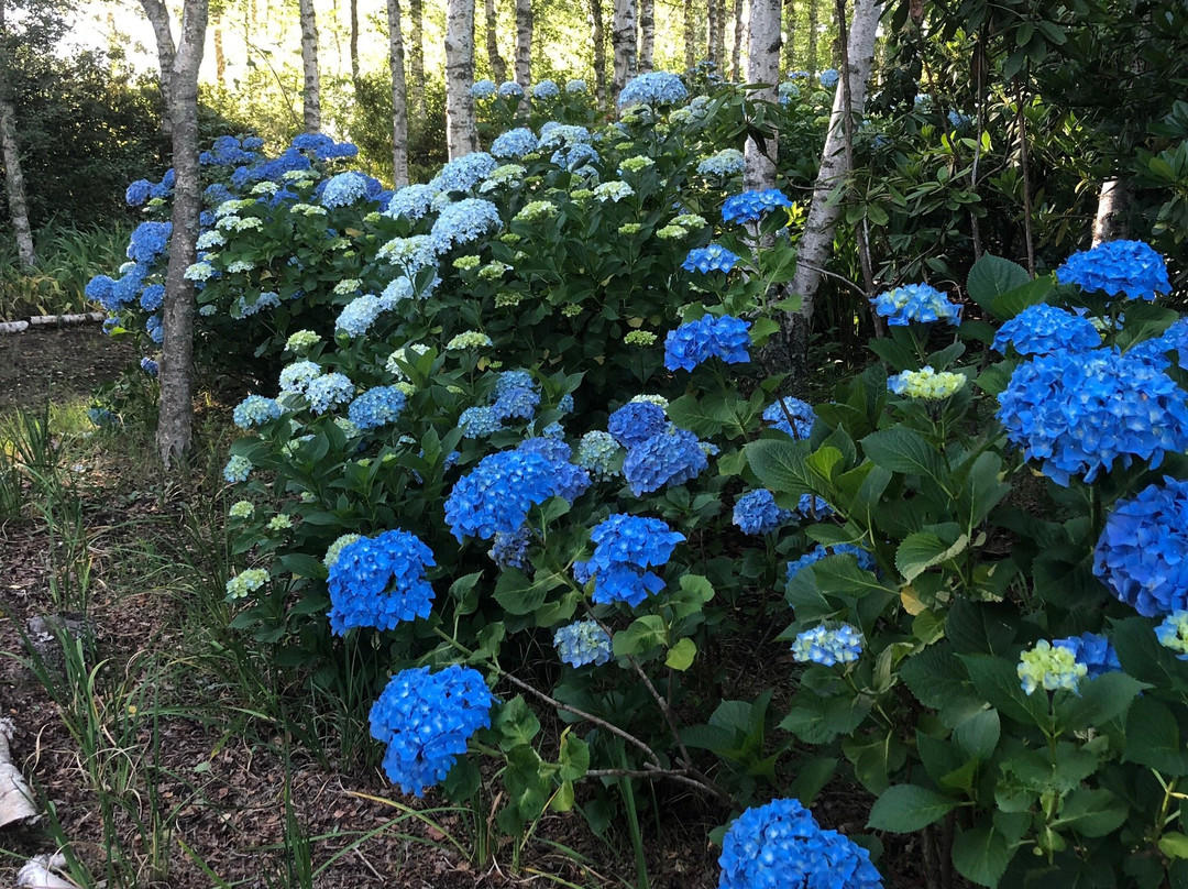 Granny Mouse House主图