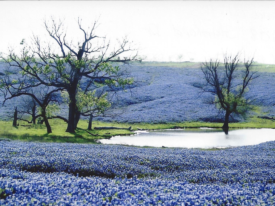 Bluebonnet Trail-恩尼斯必去景点
