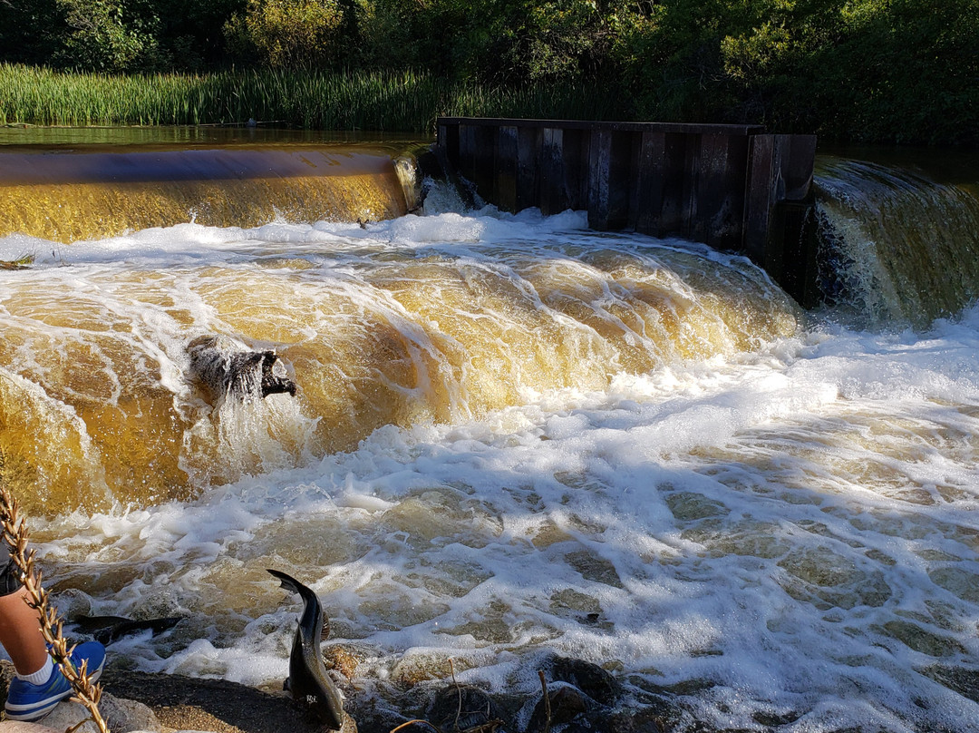Homestead Dam-Benzonia必去景点