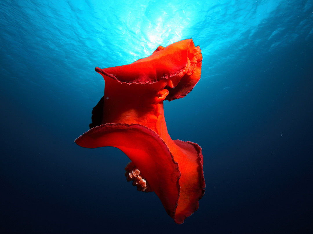 Deep Blue Dive Center-亚喀巴必去景点