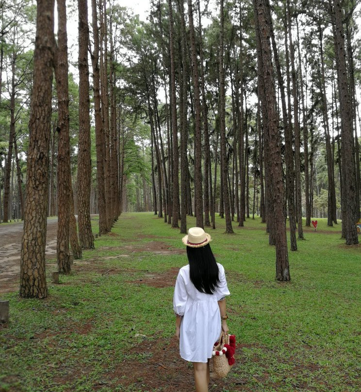 Bo Kaeo Pine Tree Garden景点图片