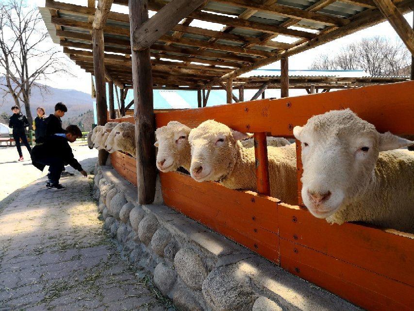Daegwallyeong Sheep Ranch景点图片