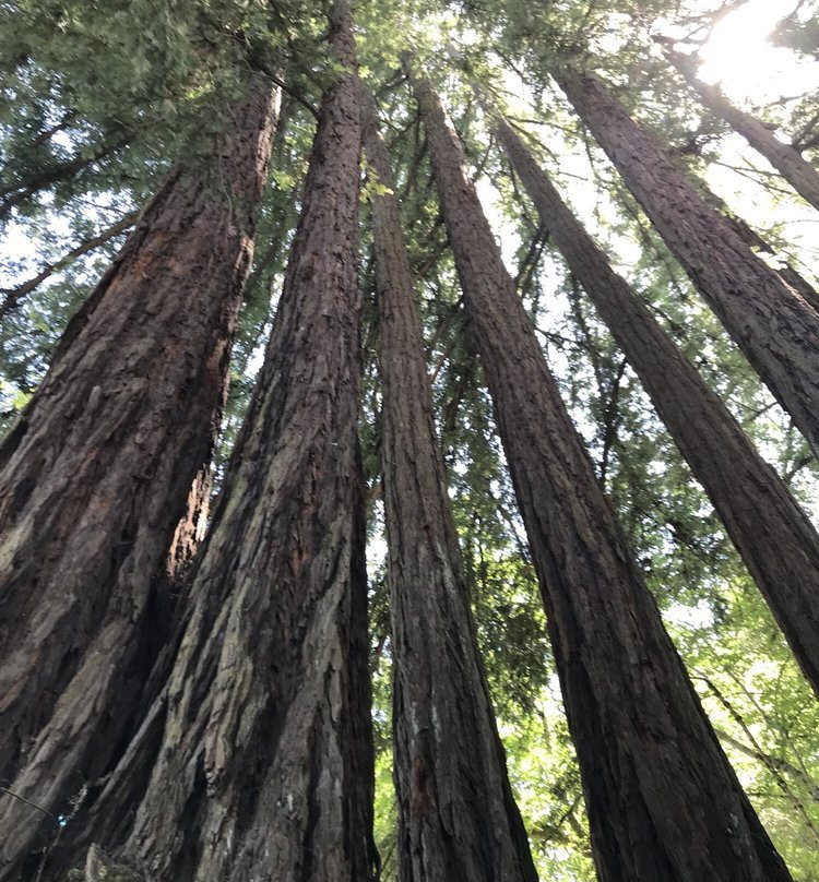V Madrone Cellars景点图片