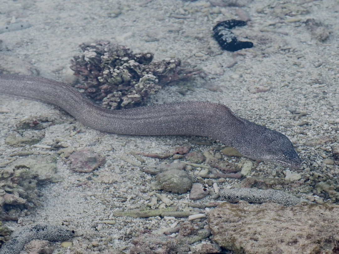 Lady Elliott Island Eco Resort-Runaway Bay必去景点