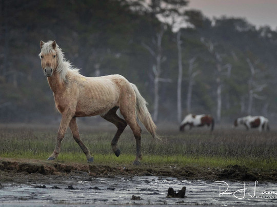 Assateague Tours-钦科蒂格岛必去景点