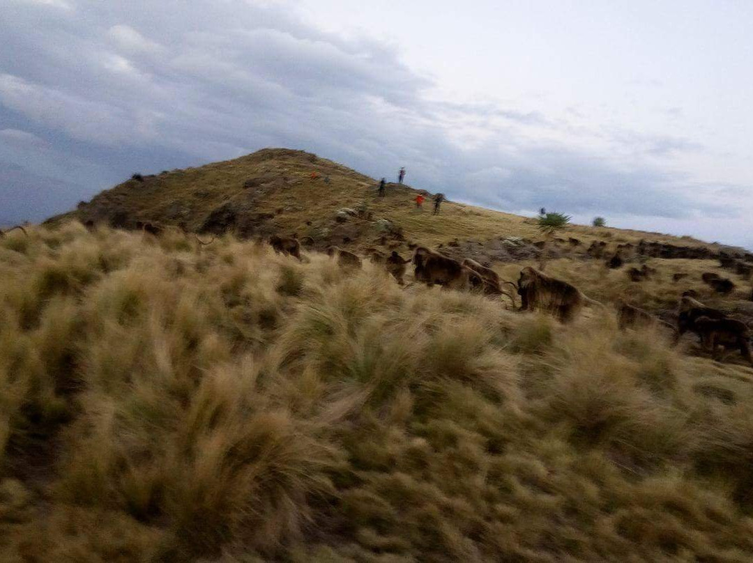 Simien Mountain Treks景点图片