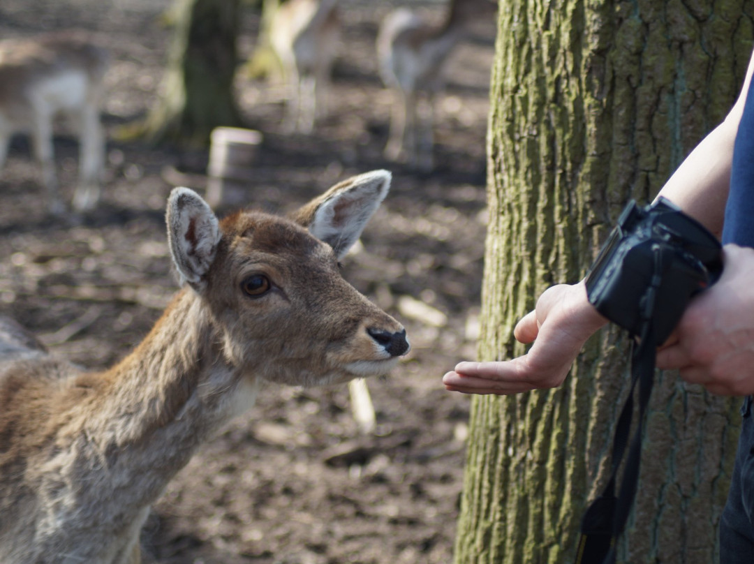 Lehre旅游攻略图片