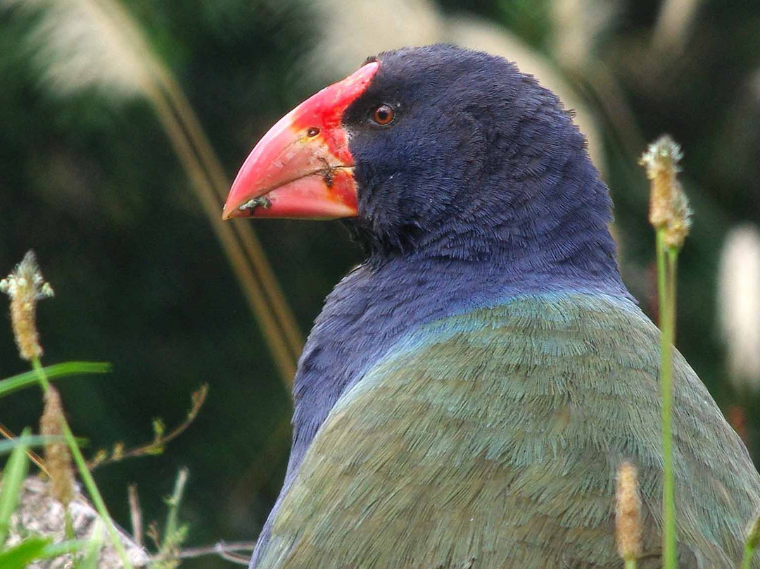 Te Anau Bird Sanctuary景点图片