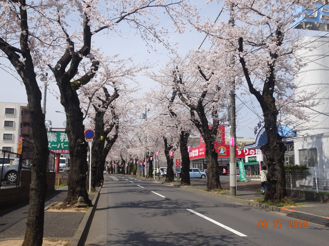 Tokiwadaira Cherry Blossom Promenade-松户市必去景点
