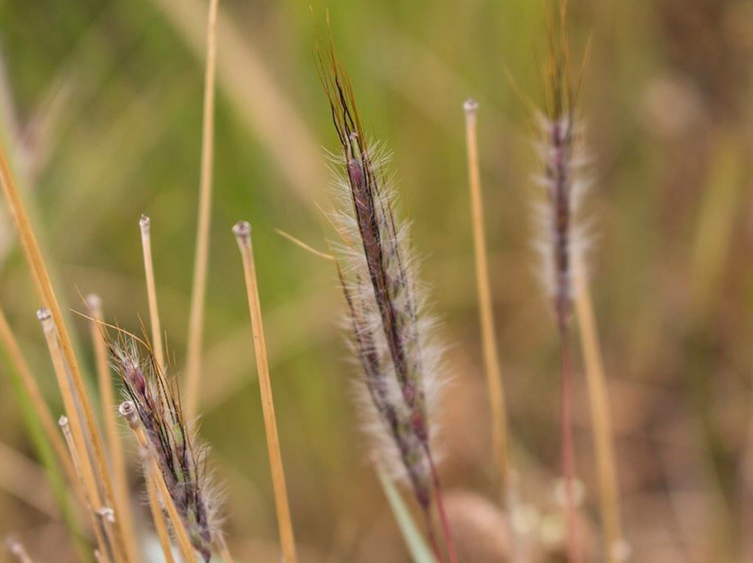 Iramoo Wildflower Grassland Reserve景点图片