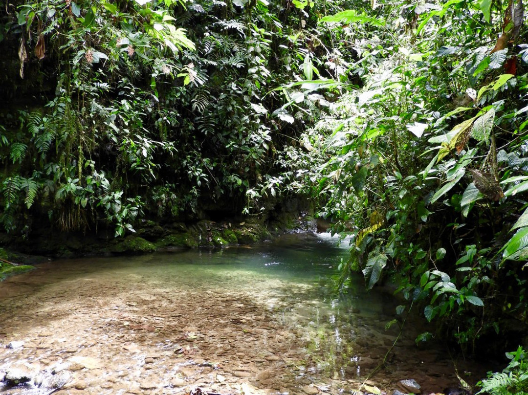 Las Tangaras Reserve (Reserva las Tangaras)-明多必去景点