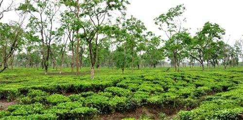 Assam Discovery景点图片