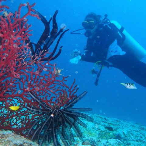 眼镜猴植物园别墅主图