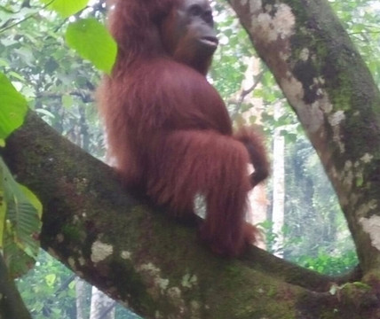 Sumatra Travel Guide-棉兰必去景点