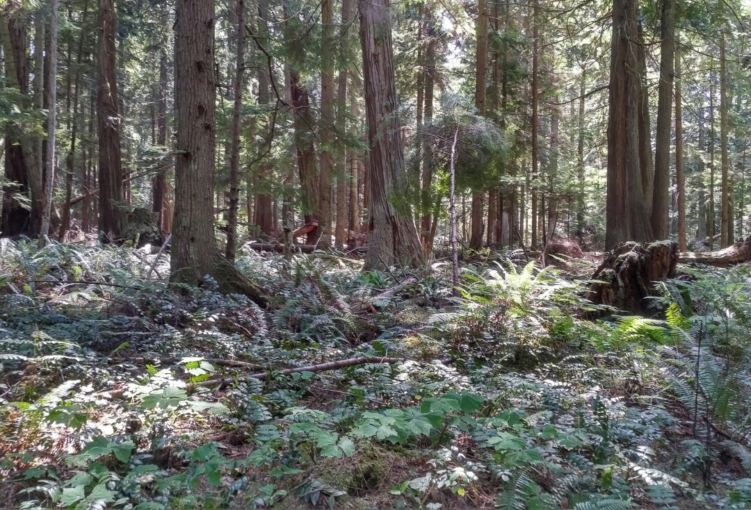 Heritage Forest-魁利克姆海滩必去景点