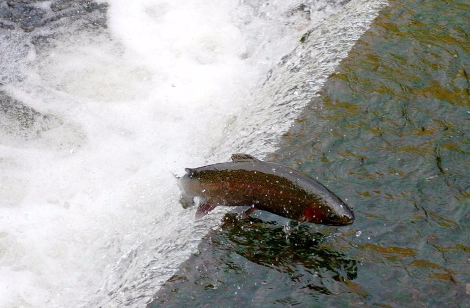 Trout Run旅游攻略图片