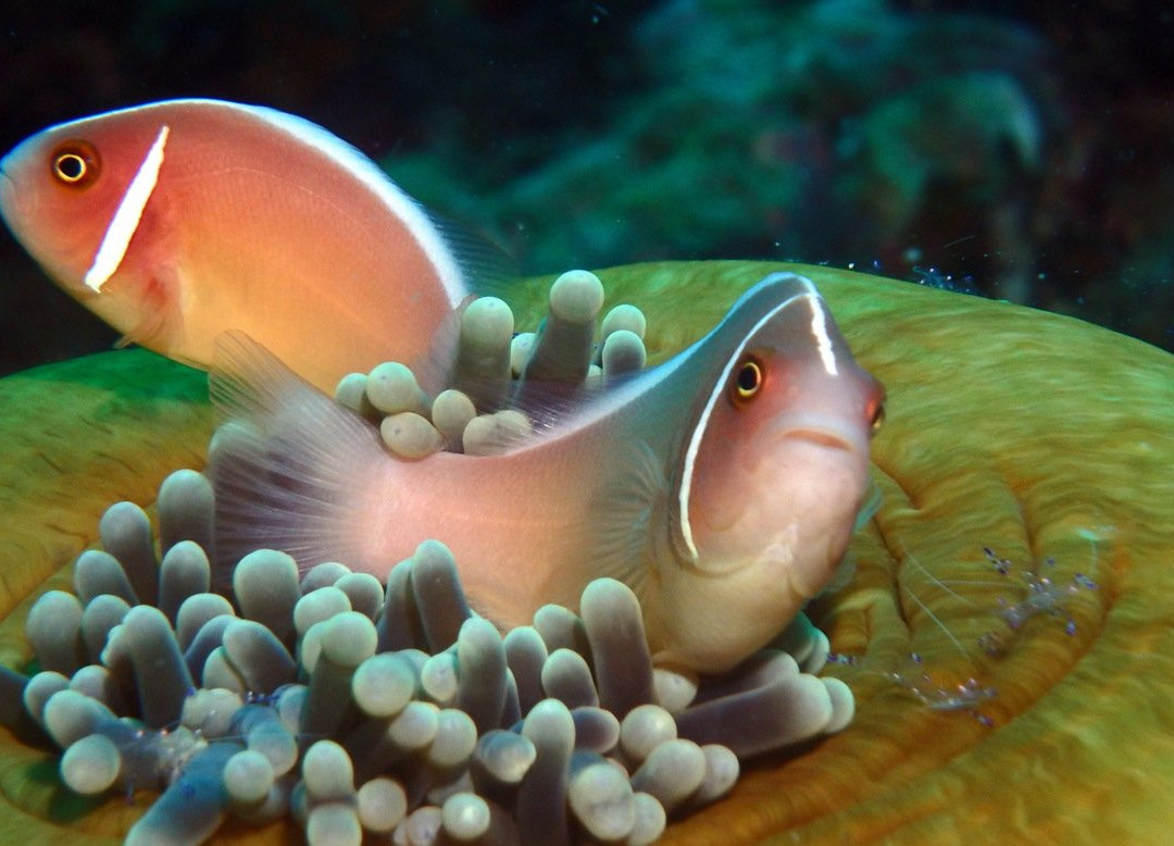 Dive Point Siquijor-圣胡安必去景点