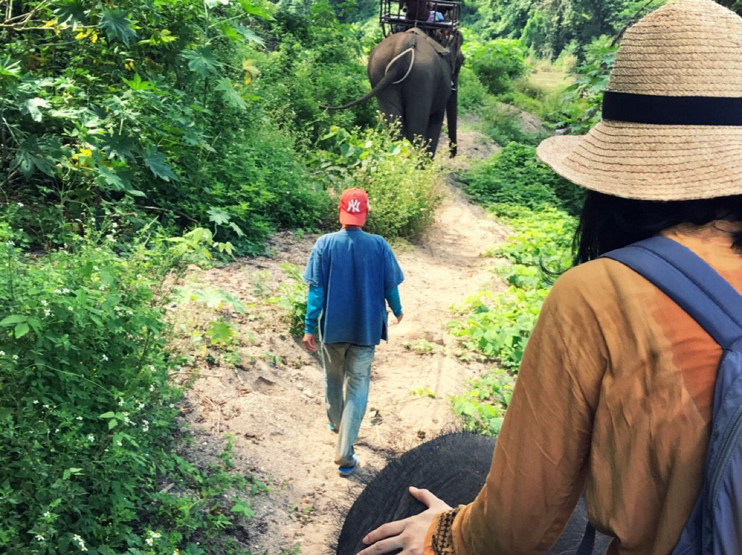 All Lao Elephant Camp-琅勃拉邦必去景点
