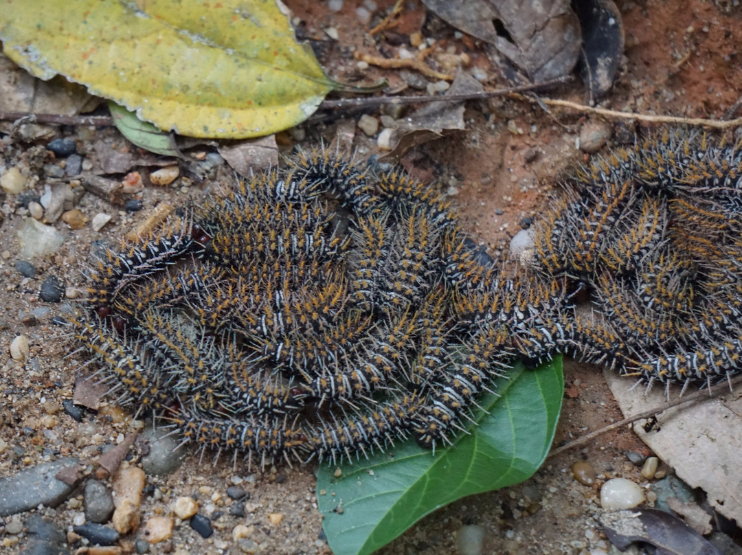Gary's Tours-Tena必去景点