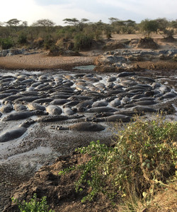 Serengeti Hippo Pool景点门票图片