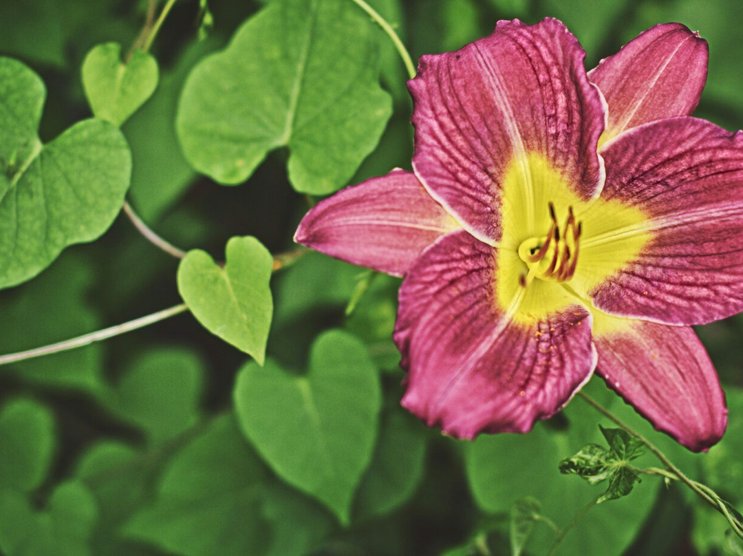 W.H. Stark House-奥兰治必去景点