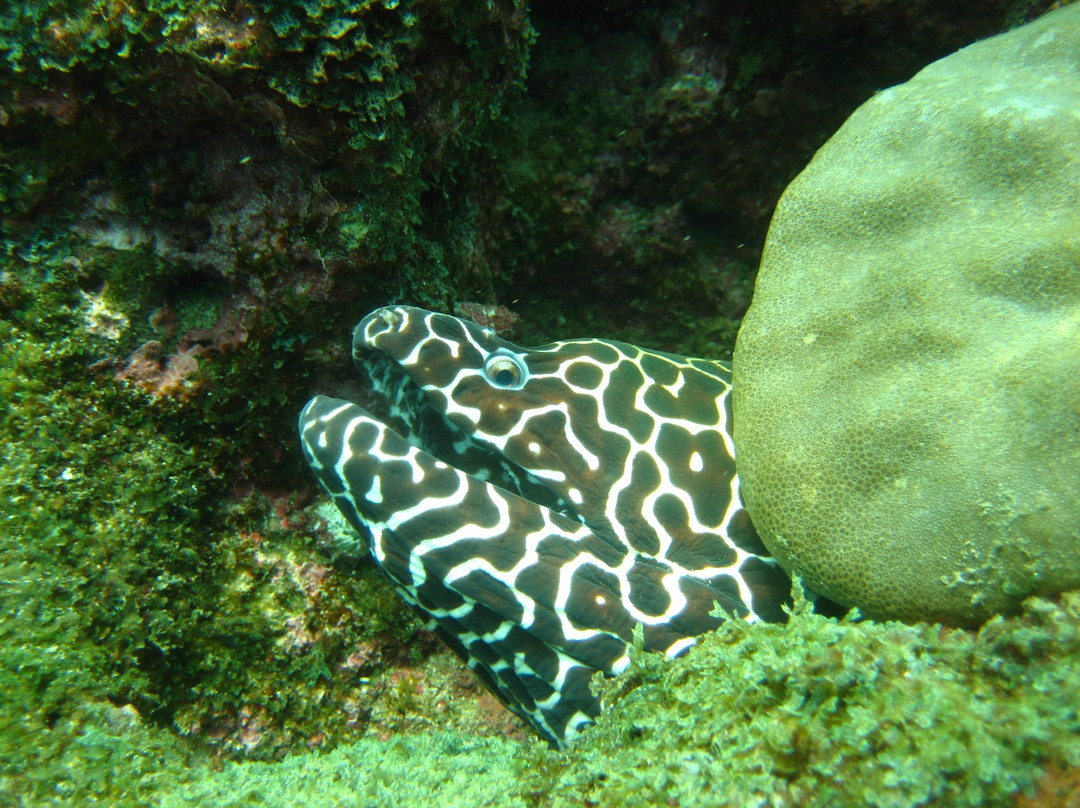 Dive Goa景点图片