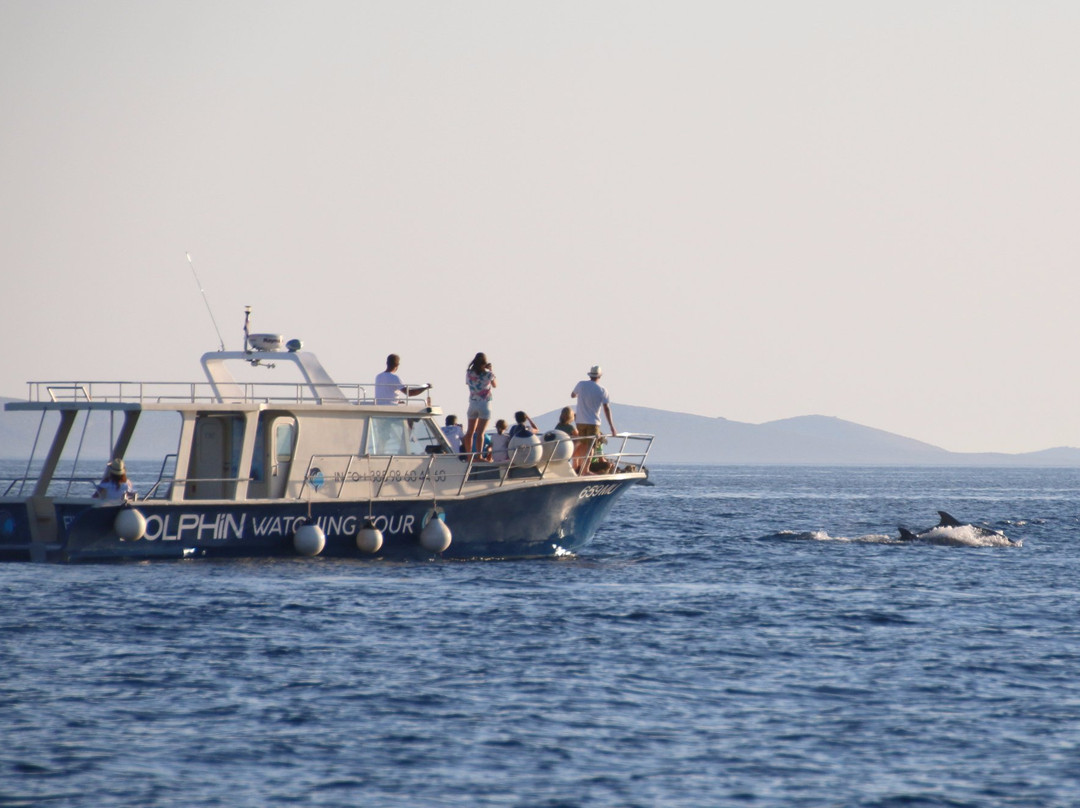 Dolphin Watching Tour - Murter景点图片