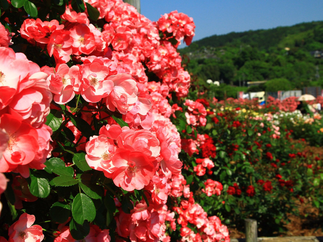 Michi no Eki Minamata-水俣市必去景点