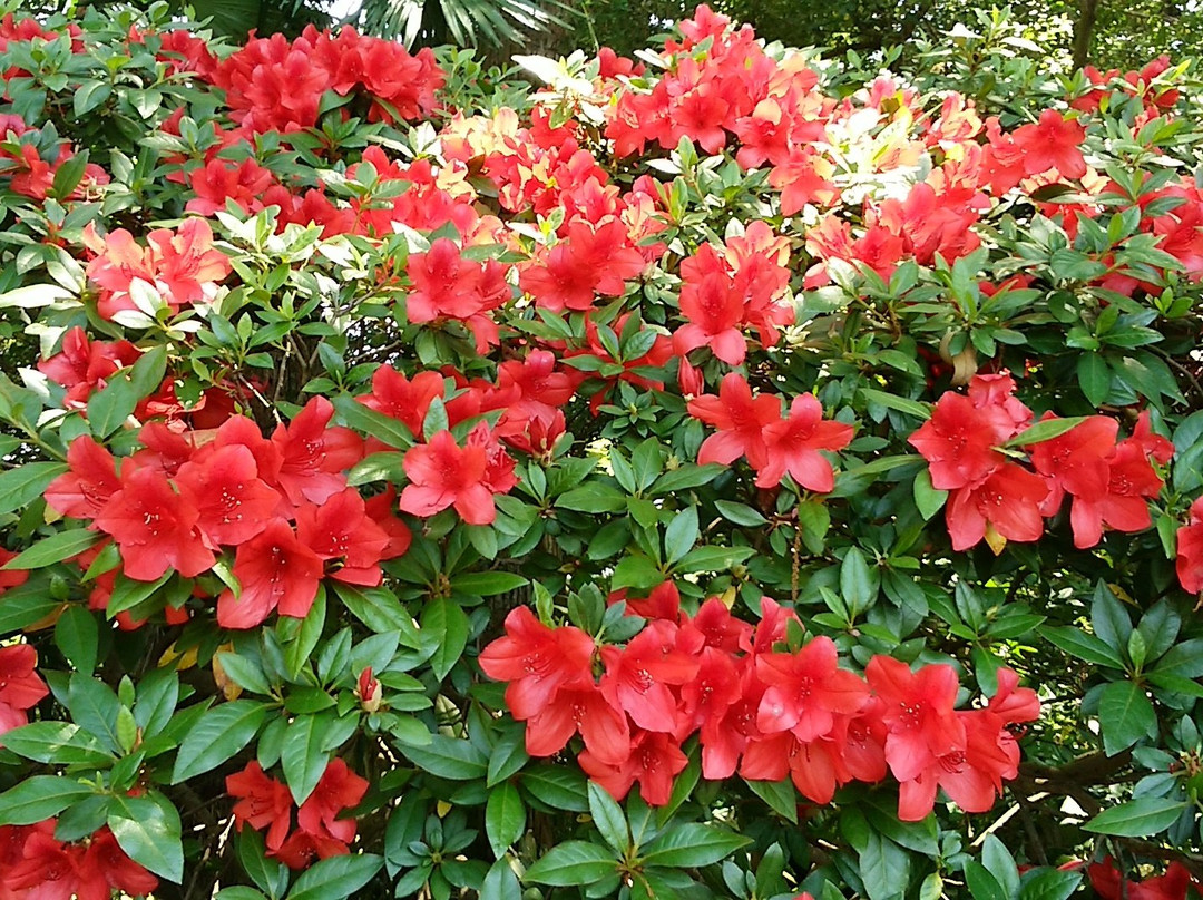Shimazu Residence in Miyakonojo-都城市必去景点
