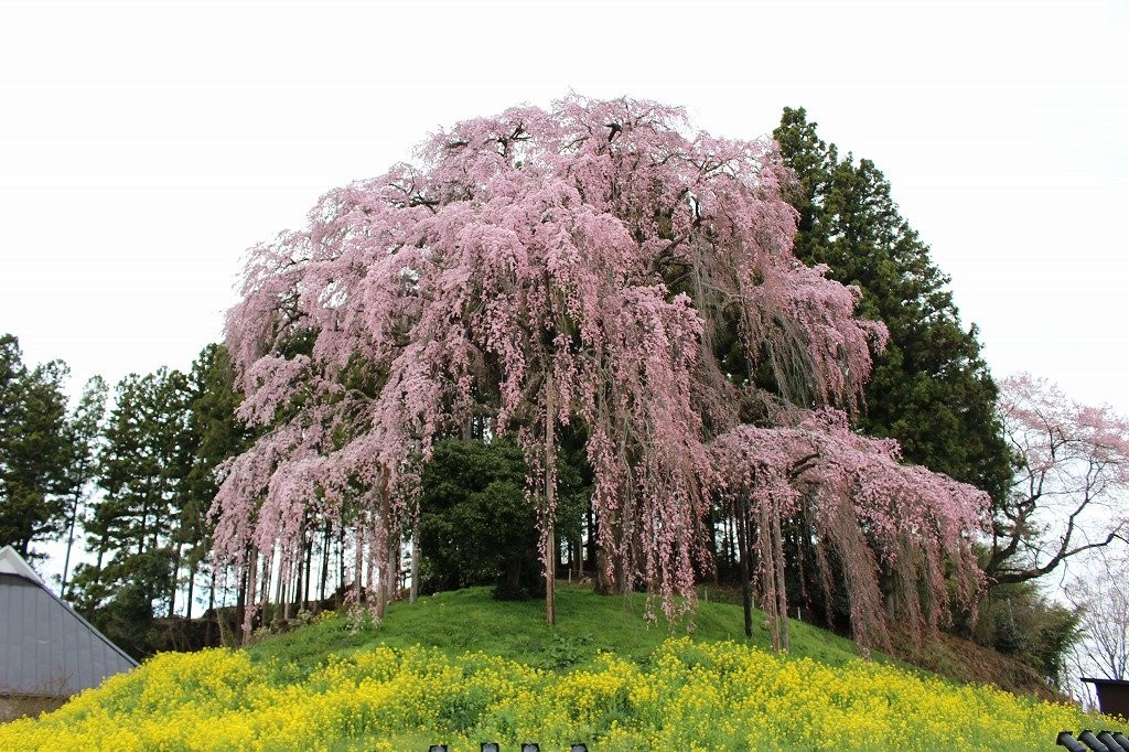 Kassenba no Shidare Zakura (Sakura)景点图片