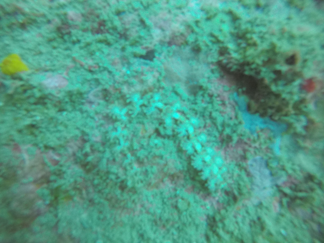 AquaCreed Scuba Dive Centre-尼拉瓦利必去景点