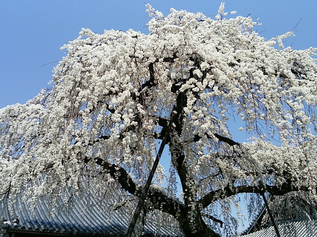 Emmyo-ji Temple-犬山市必去景点