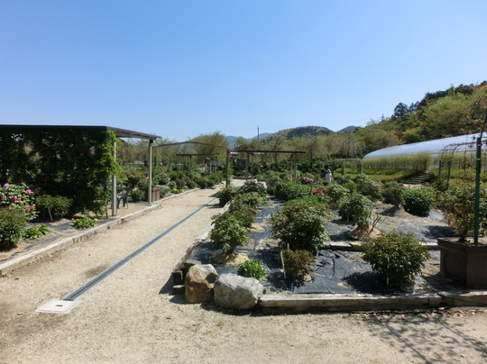 Hino Dahlia Garden-日野町必去景点